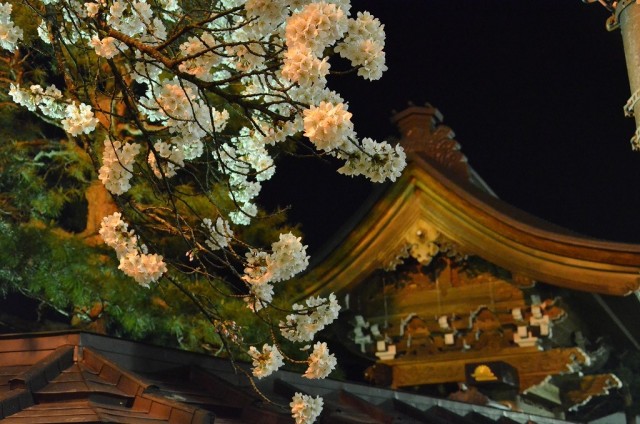 ライトアップ　～真宗寺の桜～